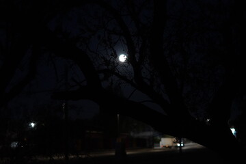 Full Moon Framed by Tree Silhouette on a Dark Night