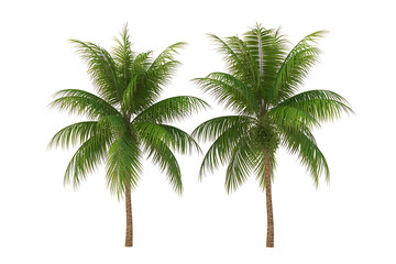 Lush green palm trees stand tall against a stark white background, evoking tropical paradise.