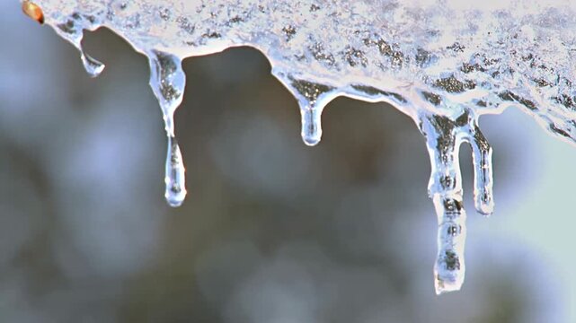 Close up melting icicles dripping water drops in cold winter background