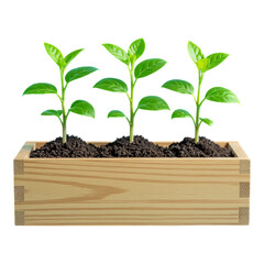 Green Leafy Plants in Wooden Planter Box, 3D Realism Design Element with Transparent Background