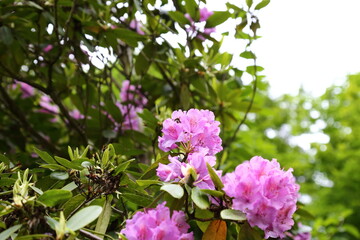 Rhododendron ponticum inflorescence with visible pollinator activity