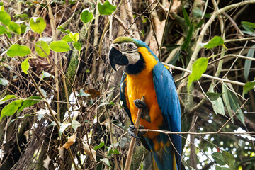 Macaw parrot holding branch in tropical jungle habitat