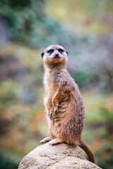Curious meerkat standing guard on rocky perch in desert wilderness. Alert meerkat watching vigilantly from stone outcrop. Natural habitat, wildlife savanna landscape. Adorable meerkat on rocky terrain