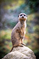 Curious meerkat standing guard on rocky perch in desert wilderness. Alert meerkat watching vigilantly from stone outcrop. Natural habitat, wildlife savanna landscape. Adorable meerkat on rocky terrain