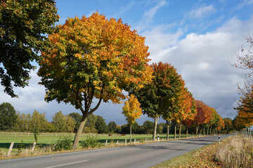 Obraz premium Herbstallee