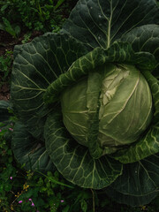 Obraz premium head of cabbage