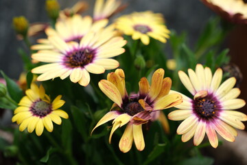 Fototapeta premium A flowerpot of blooming beautiful flowers in yellow and black.