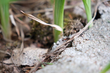 An ant walking on blade of grass in nature