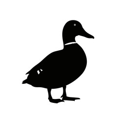 Silhouette of a duck standing, showcasing its beak, eye, and detailed body shape against a white background.