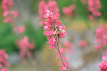 A bee pollinating pink flower in field