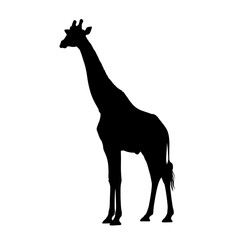 Silhouette of a tall giraffe standing upright, showcasing its long neck and legs against a white background.