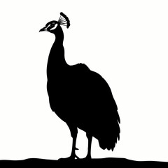 Silhouette of a peacock standing tall, showcasing its elegant form against a bright background.