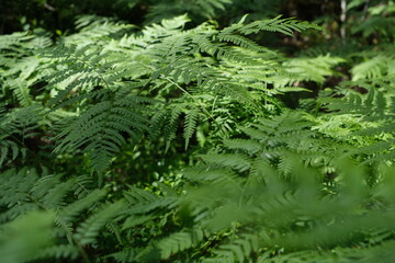Fototapeta premium Ferns in the forest