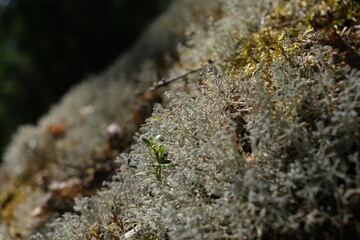 Moss in the forest