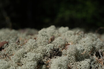 Moss in the forest