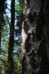 Birch tree in the forest