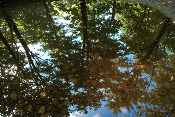 Tranquil Reflections of Trees and Sky in a Calm Water Area