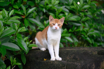 The cat stood on the rock.