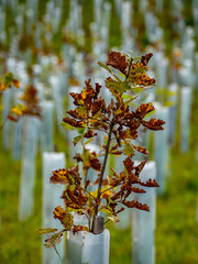 Wiederaufforstung im herbstlichen Mischwald