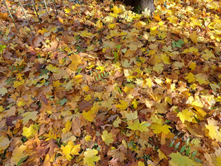 Сarpet of fallen yellow autumn leaves on a sunny autumn day