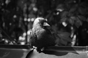 A crow in black and white