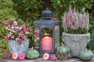 Herbst-Gartenarrangement mit pink Torfmyrte und Heidekraut in vintage Töpfen, Kürbissen und einer...