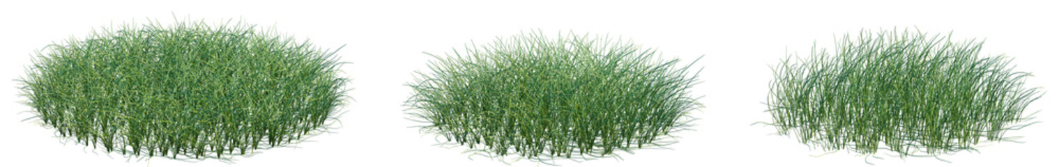 Set of Eleocharis parvula (common names dwarf spikerush, small spikerush and hairgrass) frontal isolated png on a transparent background perfectly cutout