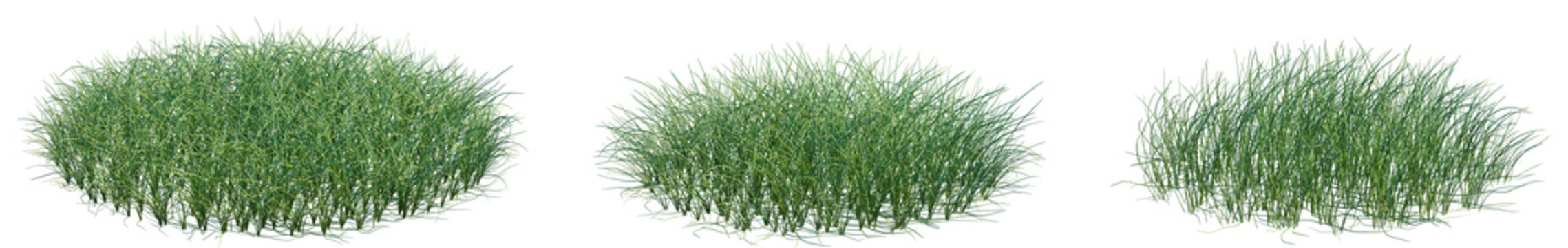 Set of Eleocharis parvula (common names dwarf spikerush, small spikerush and hairgrass) frontal isolated png on a transparent background perfectly cutout