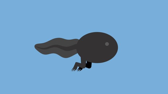  FROG ANIMATION WITH CHORMA KEY BACKGROUND 