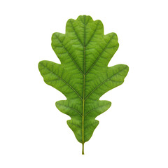 Single green oak leaf isolated