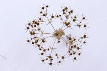 dry thorns on the snow