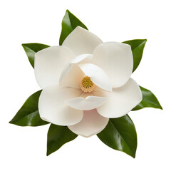 Beautiful white magnolia flower with leaves isolated © PNG Lab