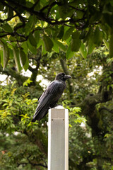Black crow resting on a post surrounded by greenery in a Japanese park. Wildlife scene with natural forest background.