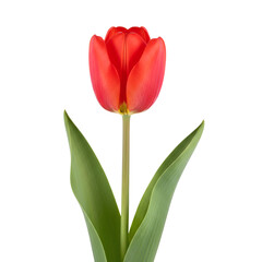 Single red tulip flower with leaves isolated