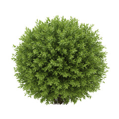 Fototapeta premium Round green bush isolated for garden design