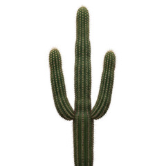 Tall green cactus with three arms isolated © PNG Lab