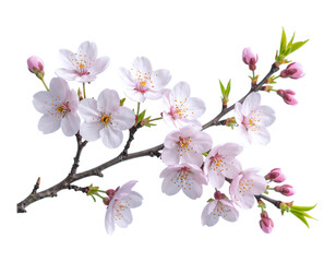 Fototapeta premium Pink Cherry Blossom Branch with Buds, Blooming on Transparent Background, 3D Realism Graphic