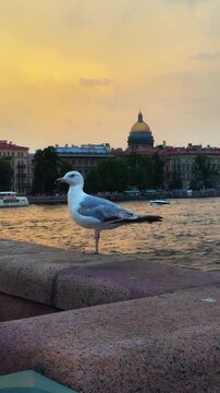A vertical, eye-level shot capturing a beautiful seagull standing on the granite embankment of a river or canal, with the golden dome of Saint Isaac's Cathedral and historic city buildings silhouetted
