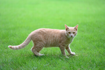 The cat stood on the grass.