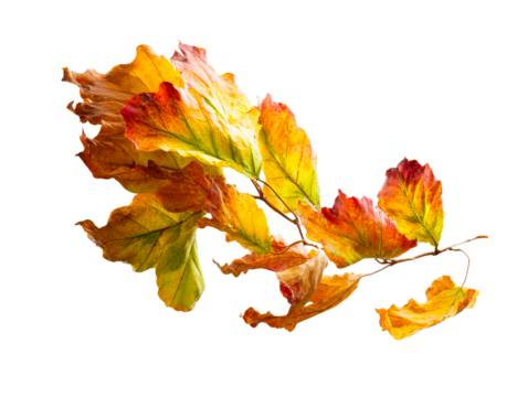 Branch of autumn leaves changing color on white background, isolated on transparent cutout background