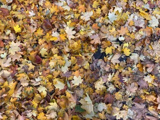 autumn leaves background