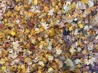 autumn leaves background