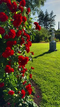 A vertical, sunlit outdoor shot featuring a lush, densely blooming bush of vivid red roses on the left foreground, overlooking a manicured green lawn with a white classical marble statue on a pedestal