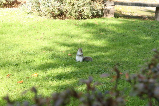 squirrel - Powered by Adobe