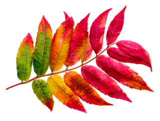 Autumn branch with leaves in transition from green to red, isolated on transparent cutout background