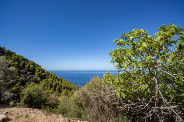 Meerblick &uuml;ber bewaldete H&auml;nge der Serra de Tramuntana auf Mallorca