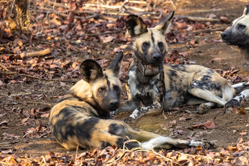 African wild dogs resting in the shade of a tree