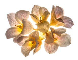 Cluster of Floating Aurora Flower Pods, Iridescent Glow and Depth Effect, Isolated PNG