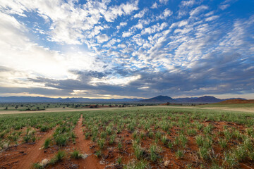 Green grass after the rain