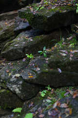 Moss-covered rocks with fallen leaves in a forest setting